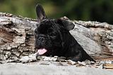 BOULEDOGUE FRANCAIS 698